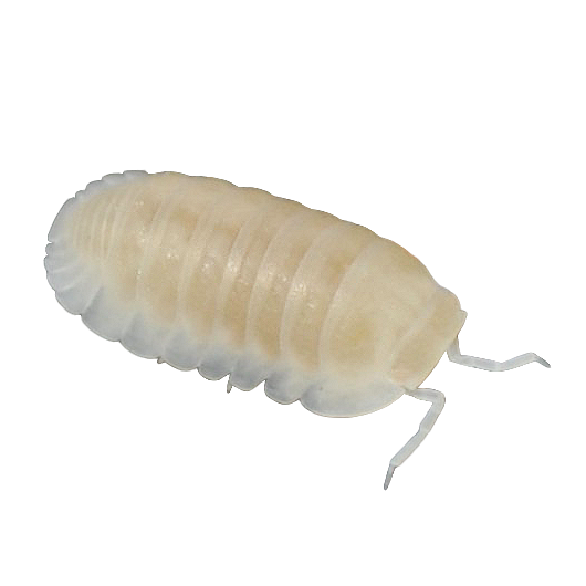 🔴Cubaris murina 'Glacier'