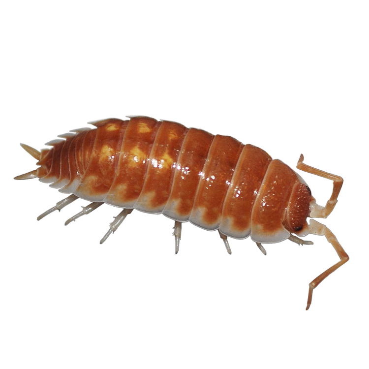 🔴Porcellio ornatus 'Tangerine Dream'