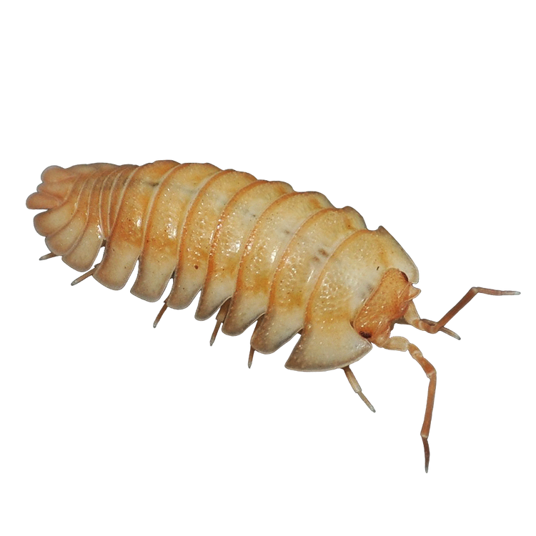 🔴Armadillidium pallasii 'Orange'