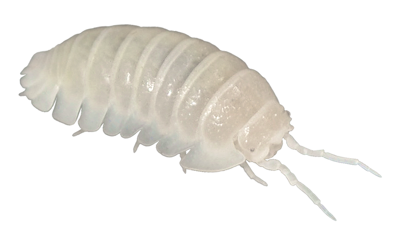 Varietet/Kultivar: White Pearl; kultiveret morf
