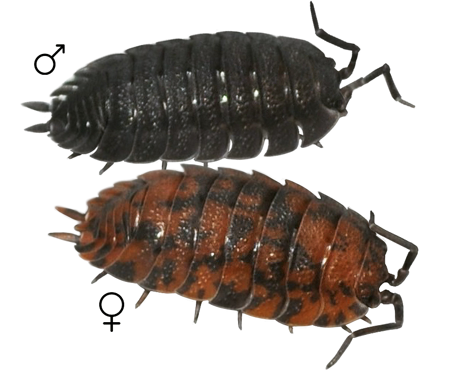 Varietet/Kultivar: Red Calico; kultiveret morf