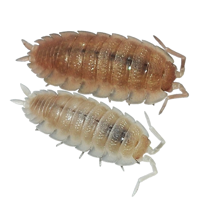 🔴Porcellio scaber 'Albino'