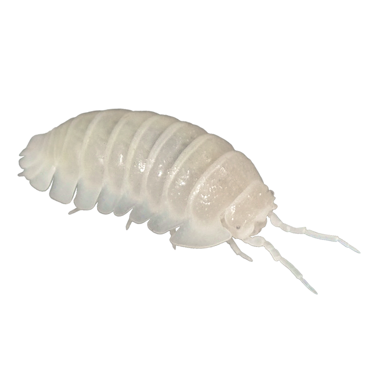 🟡Armadillidium granulatum 'White Pearl'