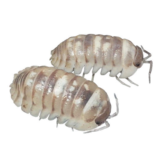 🟢Armadillidium espanyoli (Marbleized)