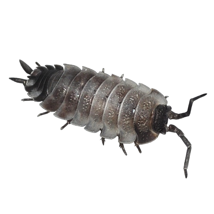 🔴Porcellio scaber 'Piebald'