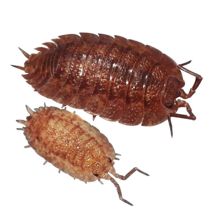 🟢Porcellio ovalis (Gran Canaria)