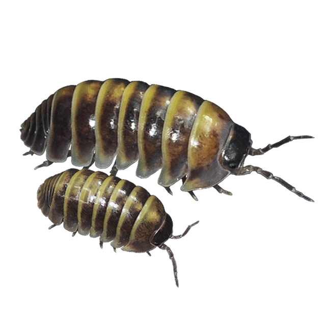 🟢Armadillidium badium (Casteldaccia)