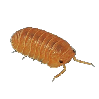 🔴Cubaris murina 'Mandarin'