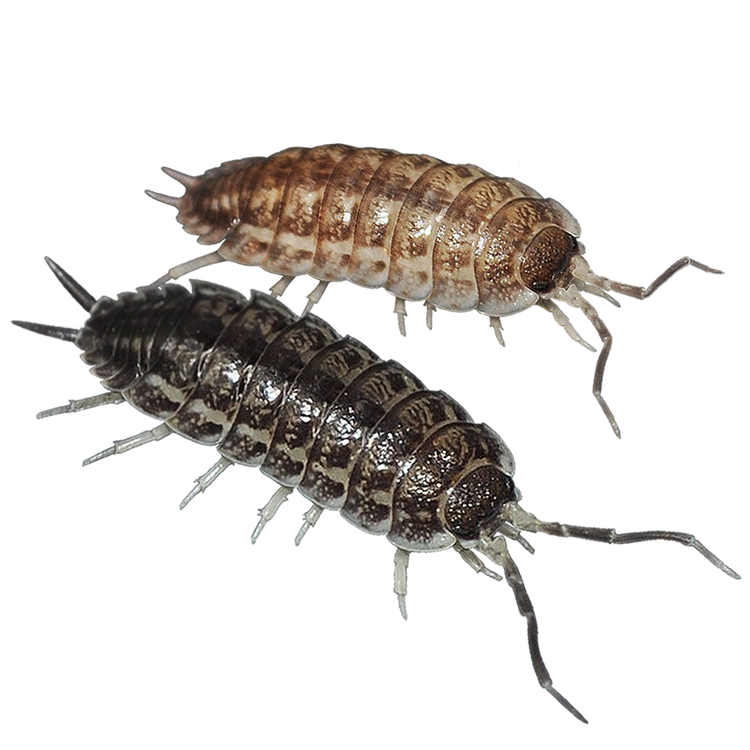 🟢Porcellio sp. (Imi Quaddar)