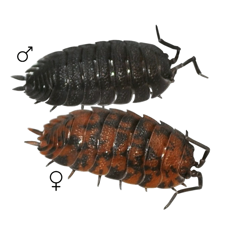 🟢Porcellio scaber 'Red Calico'
